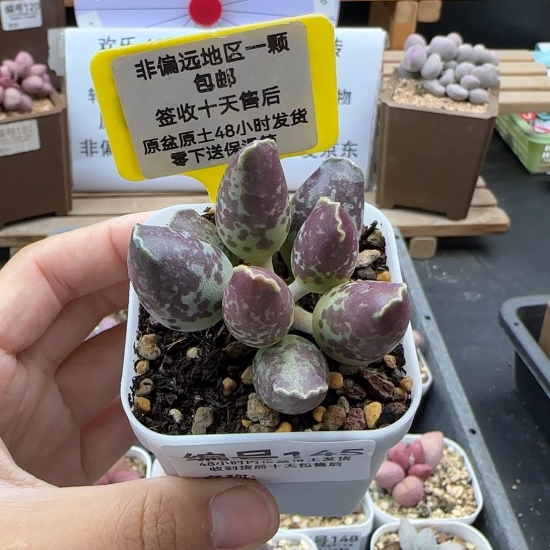 145紫肌海报二代