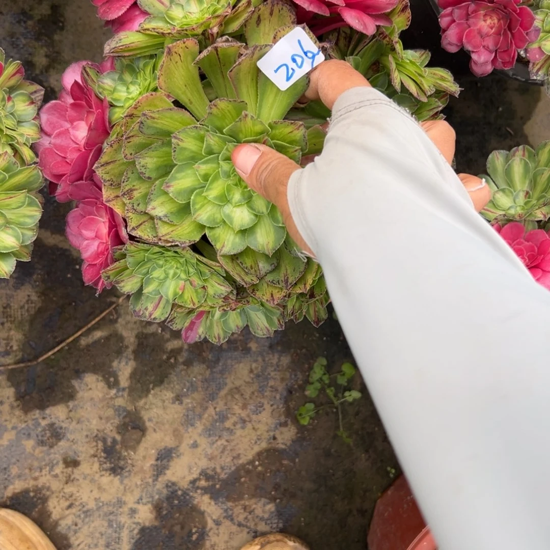 206知否多肉植物