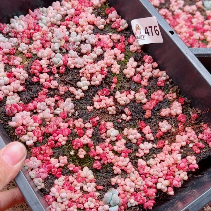 用***2多肉植物多肉植物