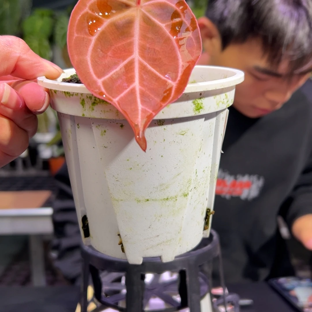 完全开放粉刷子水晶