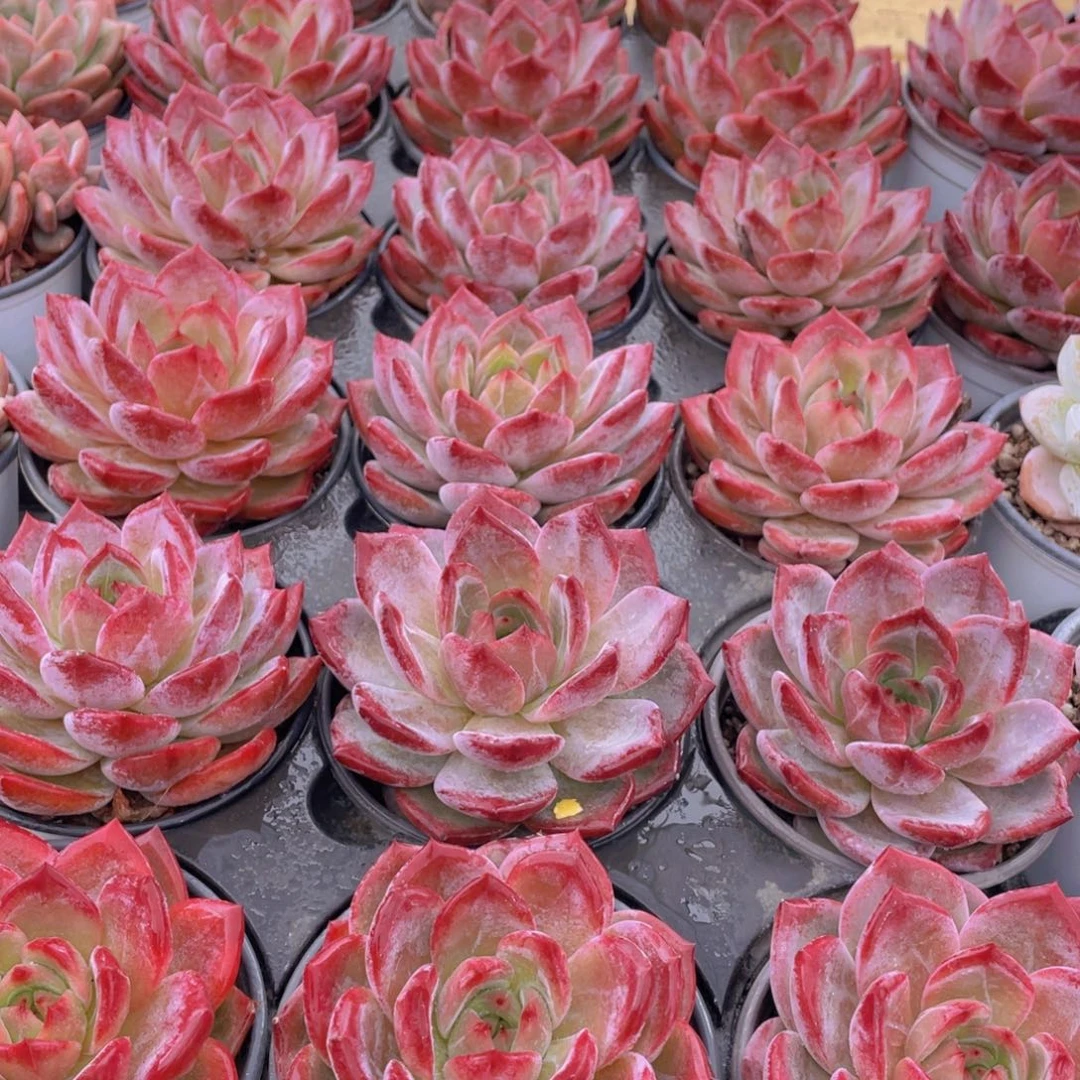 571号 宽叶全状态夜魔侠母本大单头一个