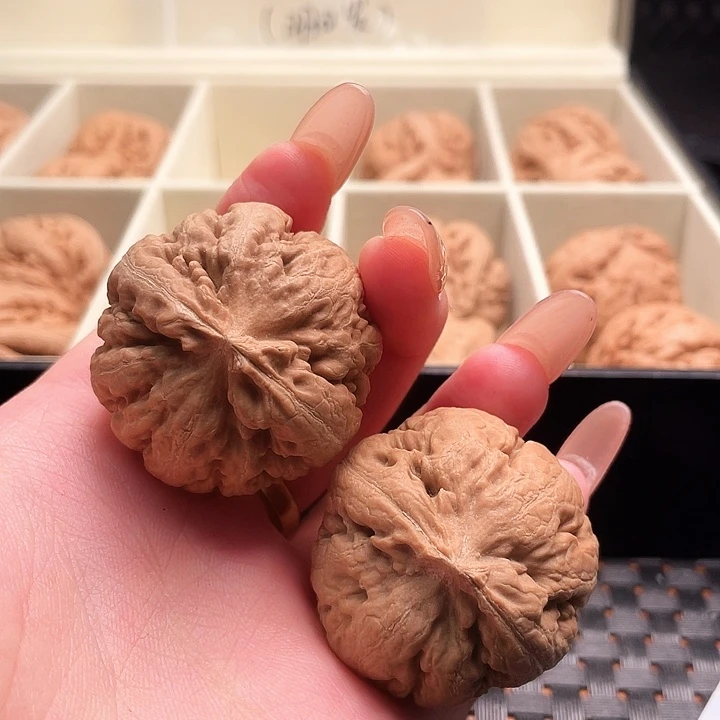 广***生霸王龙核桃尺寸38+