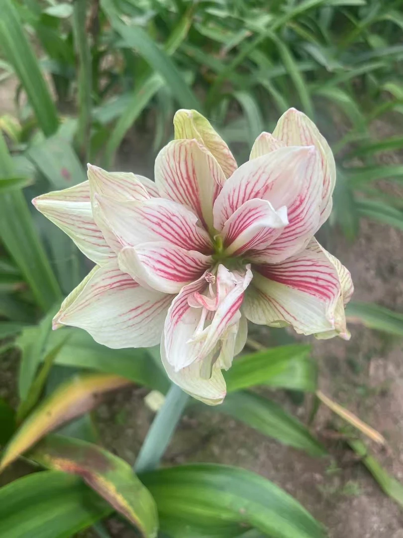 S孤挺花园 S54（带肋） 裸球 朱顶红