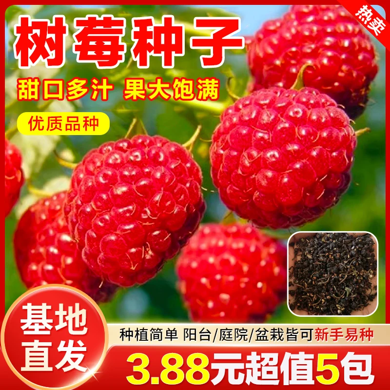【5包】四季种植花园泡沫箱可种植树莓种子