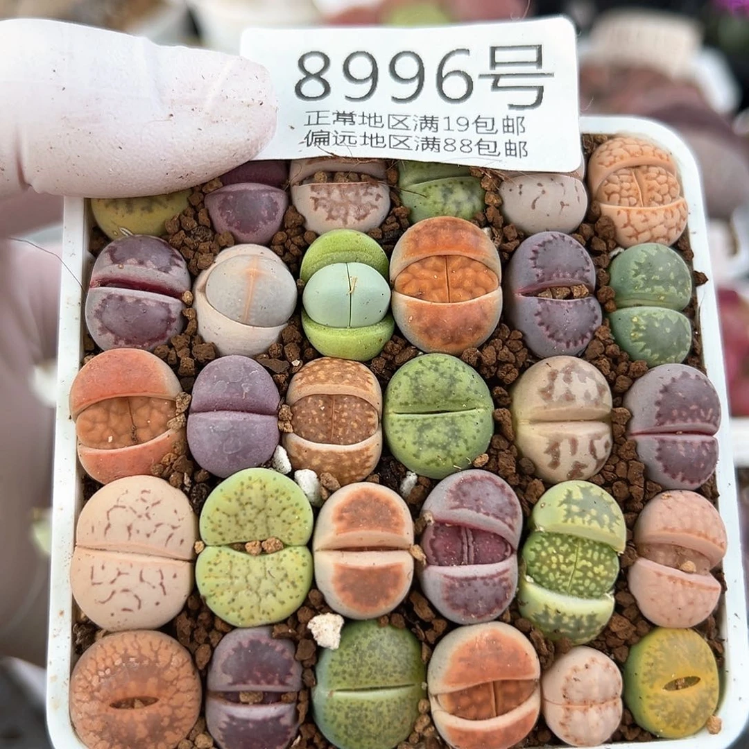 8996三年彩拼30颗1.3cm左右