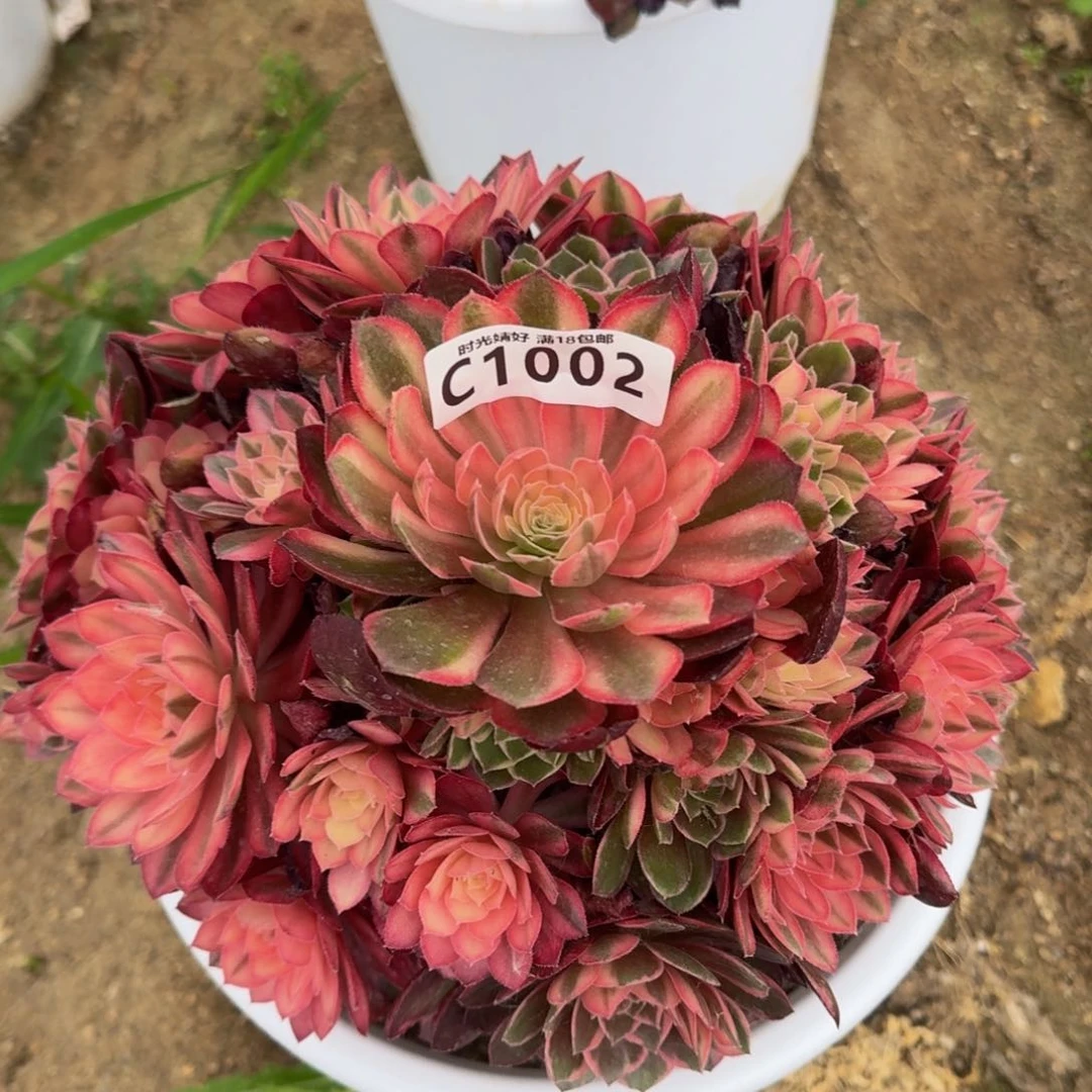 1002魅魔锦多肉植物