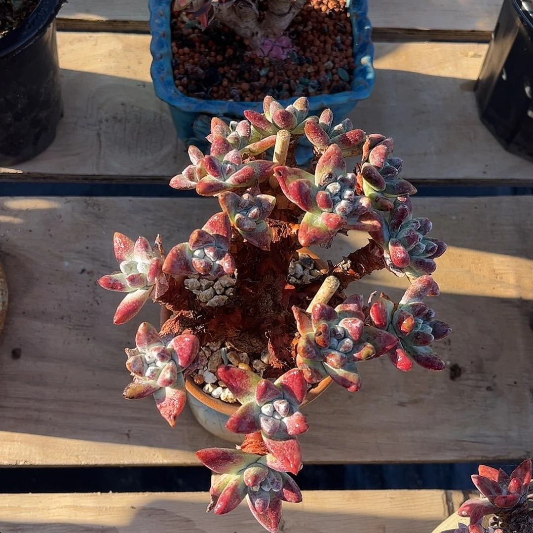 小鹿多肉一物一拍