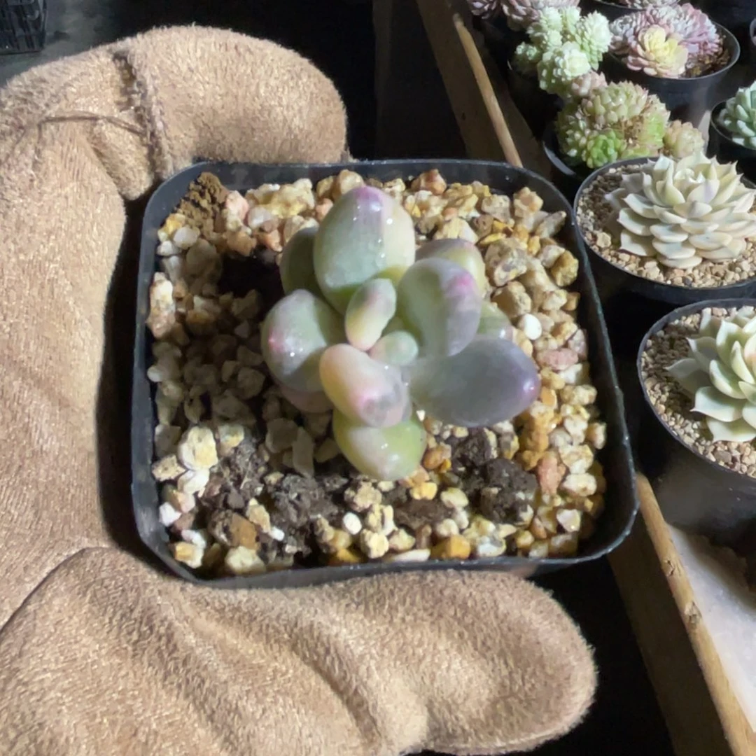 奶酪锦一物一拍不支持退换