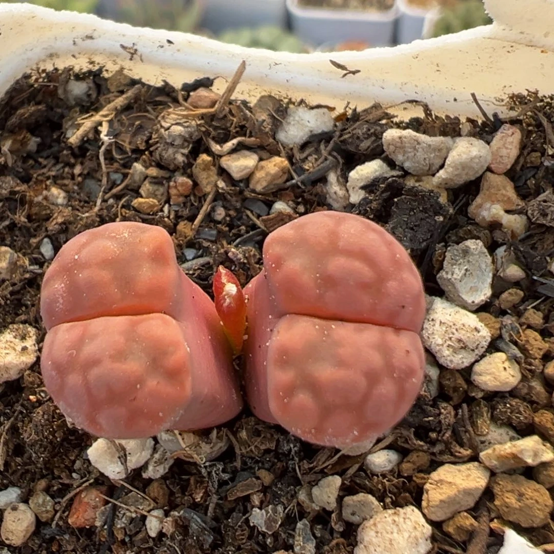 王***！36多肉植物百科植物