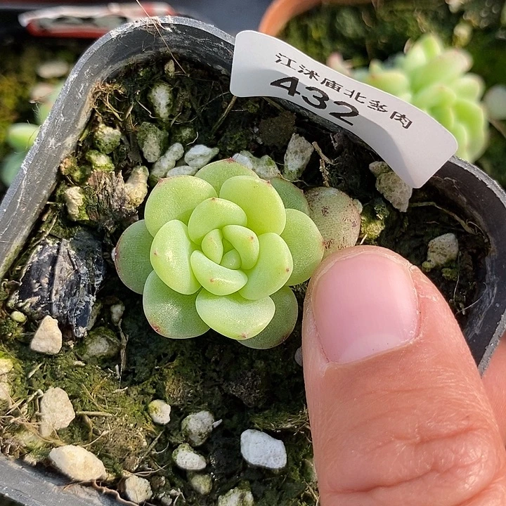 标432珍妮G42一个