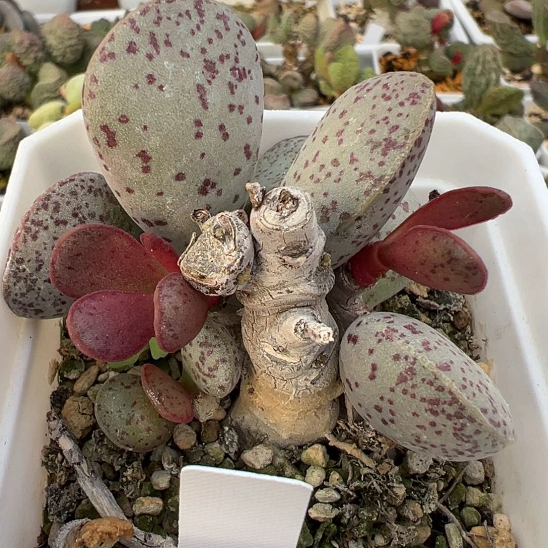 变量老桩多肉植物水泡