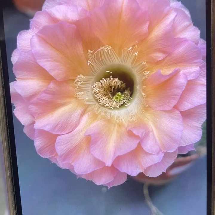 彩草100号7.5公分左右微瑕