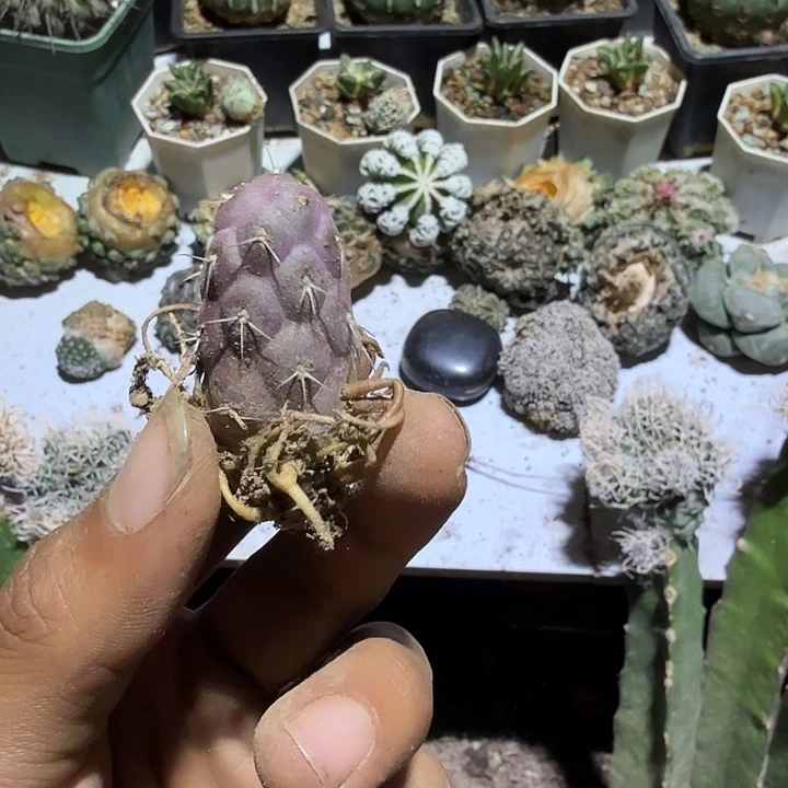 一代侧芽落地生根习志野