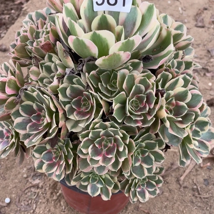无花朵561多肉植物妖月