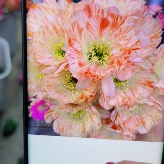 下39丽花77歪无根侧芽2一3公分左右20包邮