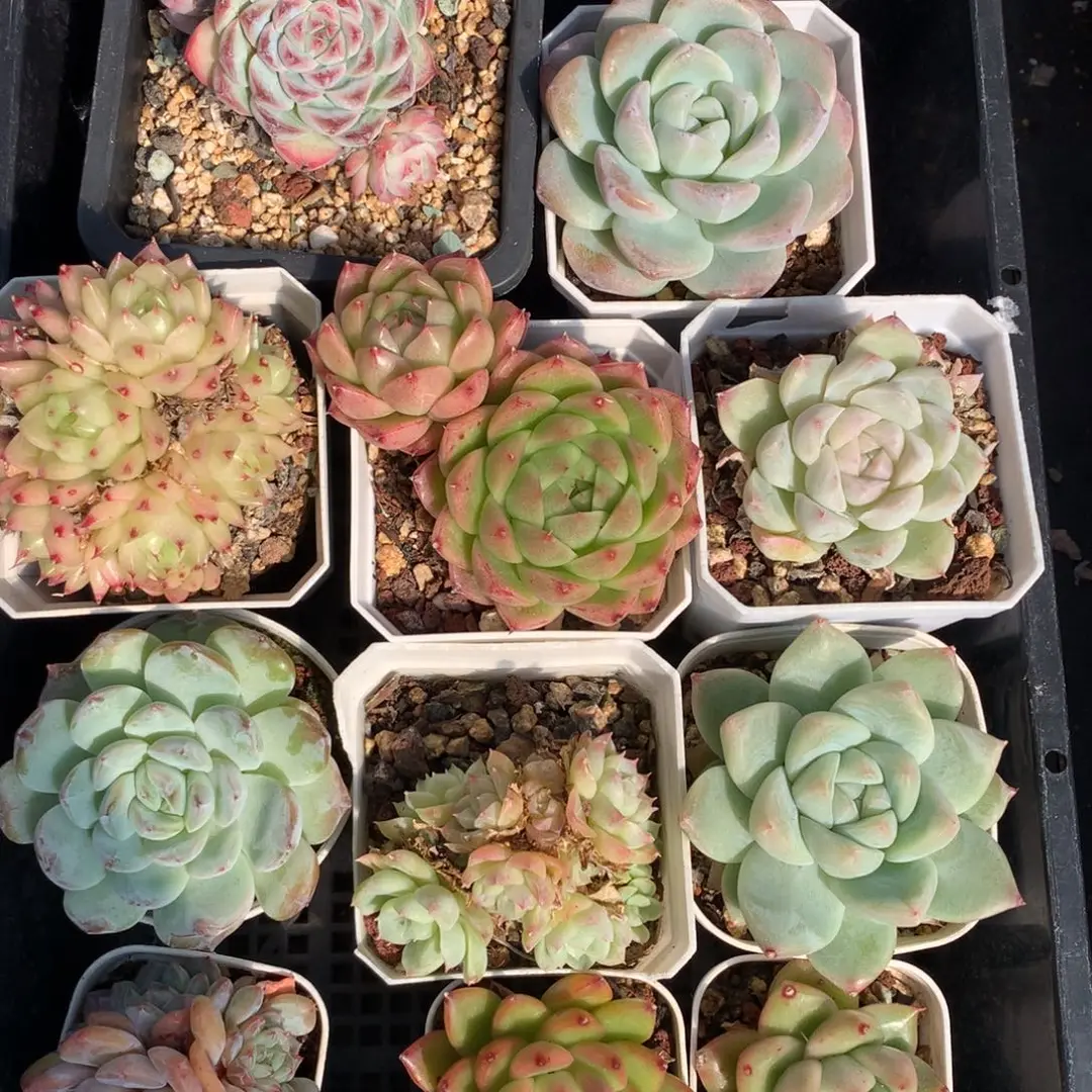 1127-29 套餐一组