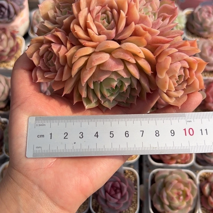 柚***?428 多肉植物组合盆栽