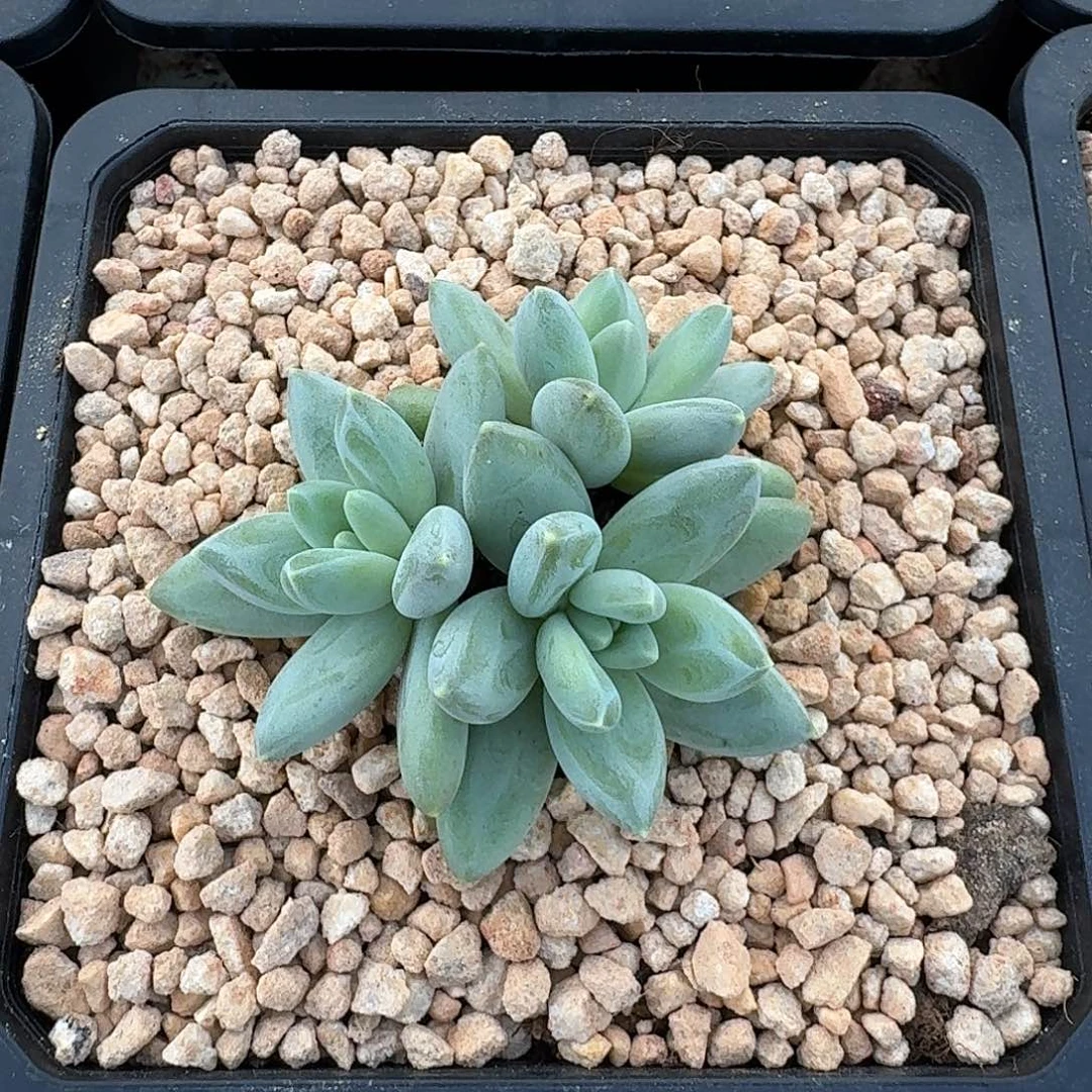 波光 3头 一物一拍