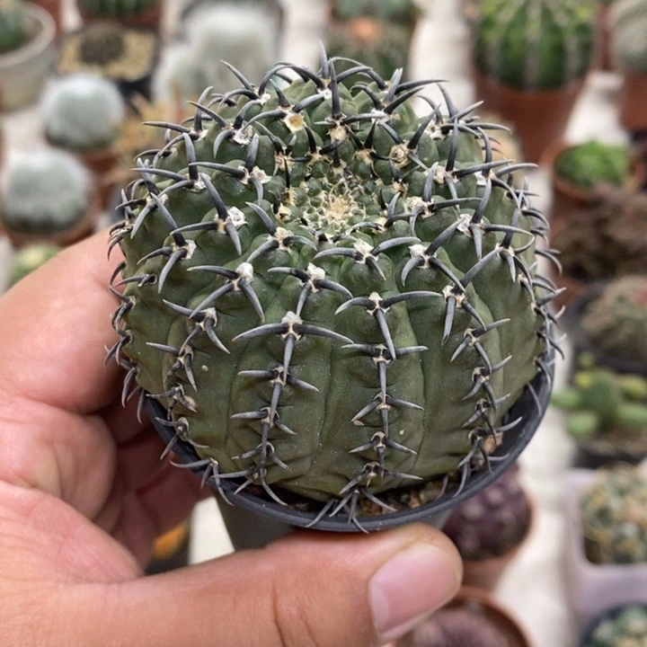 实生黑刺凤头特价