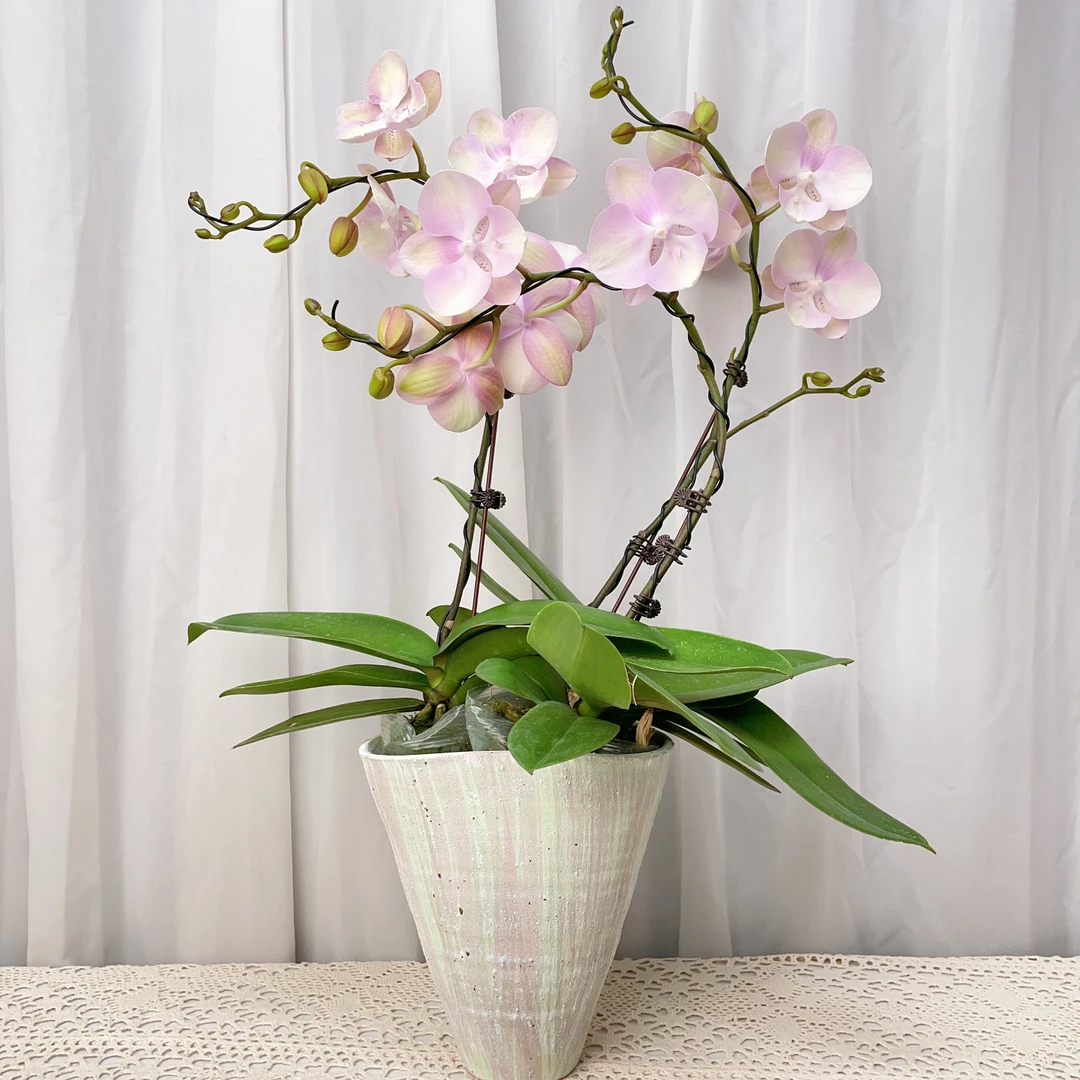 桦艺优选【威尼斯】蝴蝶兰绿植花卉艺术高级盆栽植株很好养