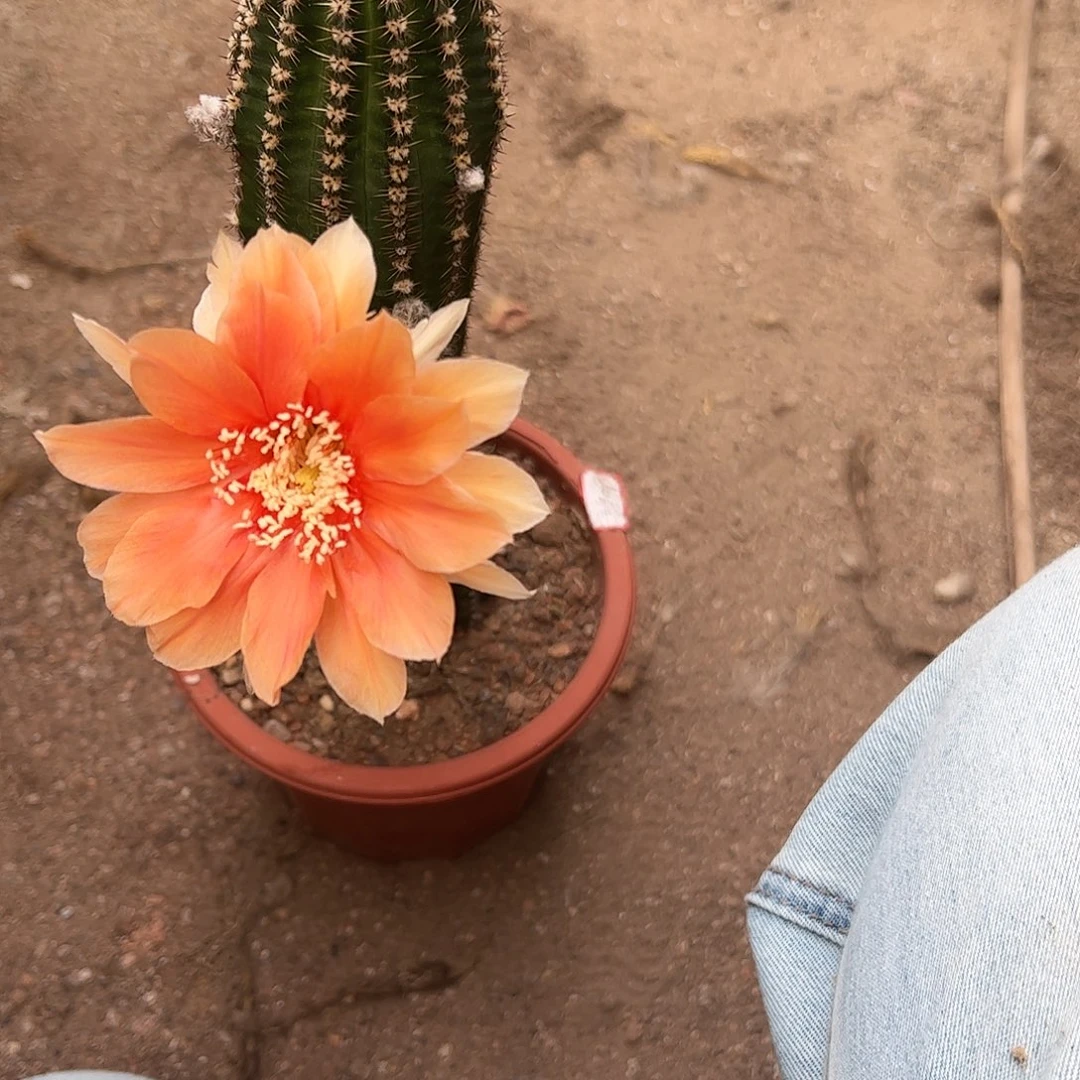 然***然实生黑金刚467899