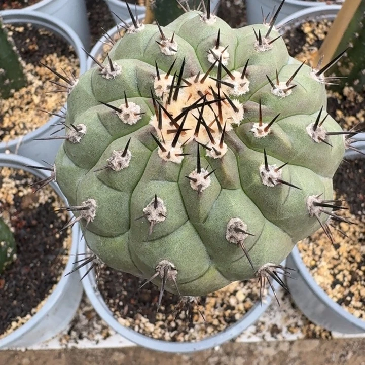 用****9专拍黑王7公分仙人球