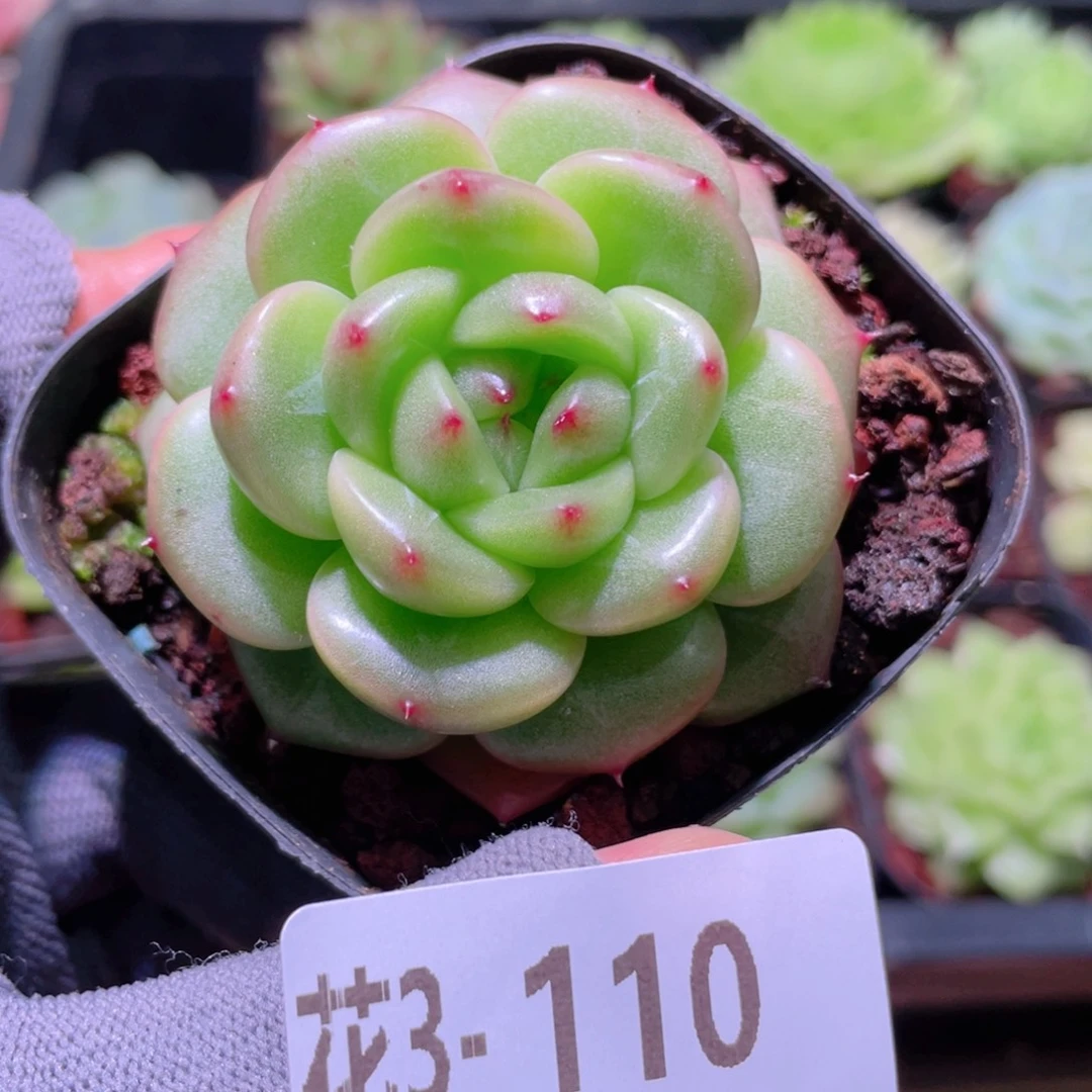 花利美3-110新品