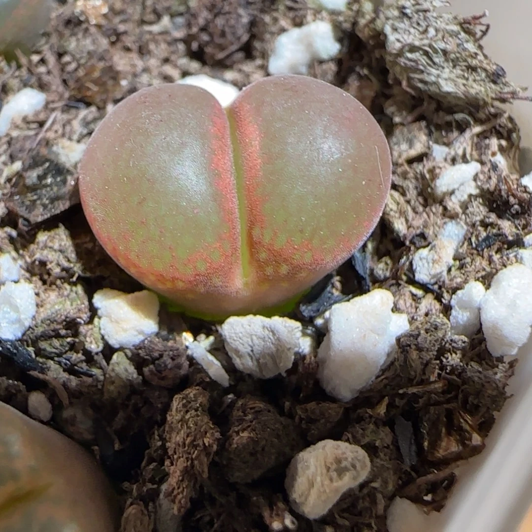肉锥多肉植物组合-帕法德1555