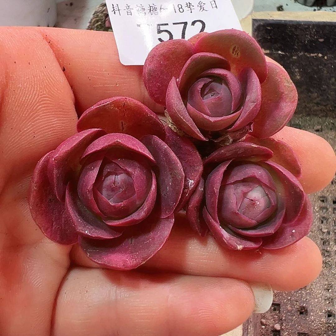 金****泡彩虹厚叶美娜 572.572