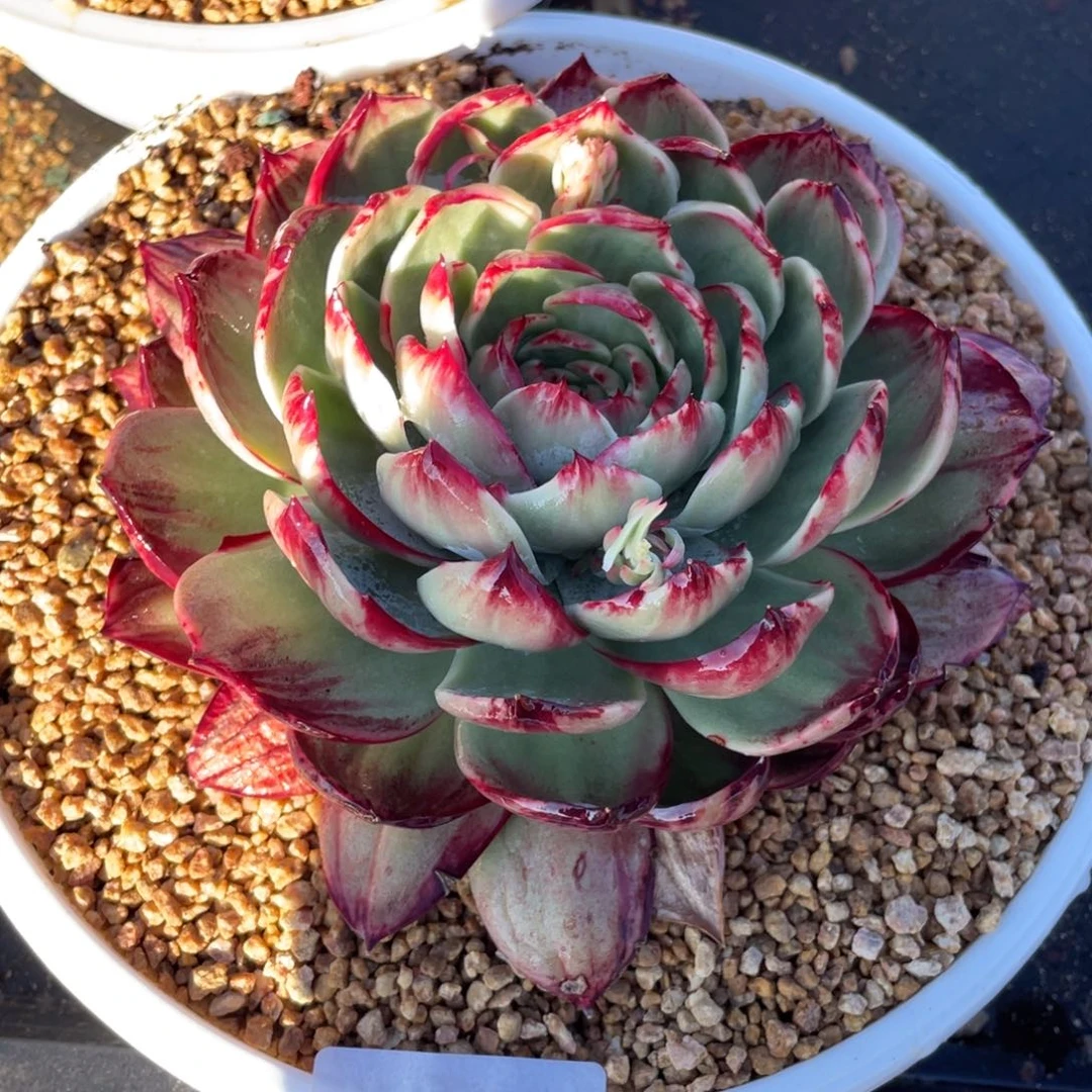 806惊鸿仙子冠服20左右