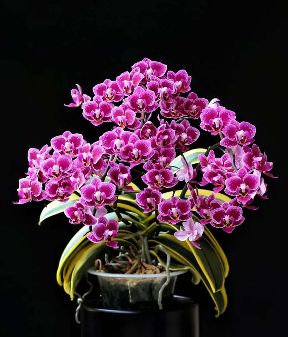 蝴蝶兰金边蔓越莓3.0寸杯带花剑