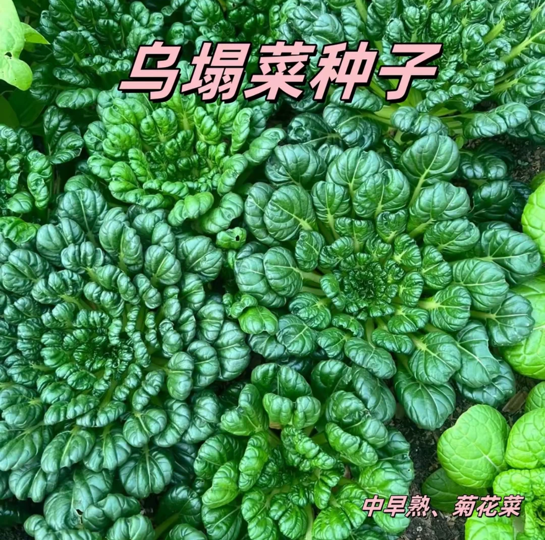 【绿心乌塌菜种子】菜地乌塌易栽培耐寒叶大肥厚纤维少乌塌菜