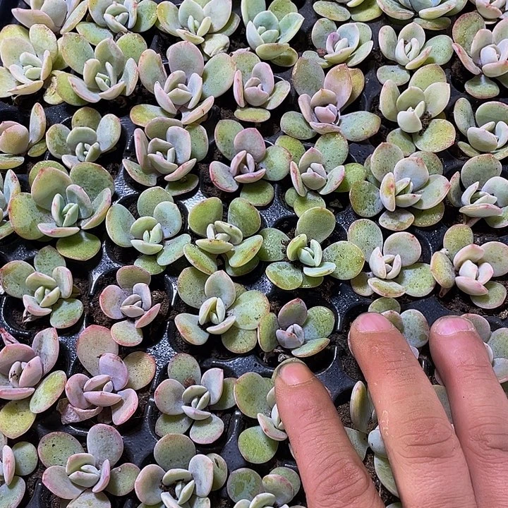 小奶茶1元带土发货