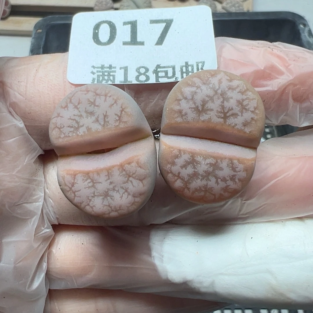 【闪购商品】017……