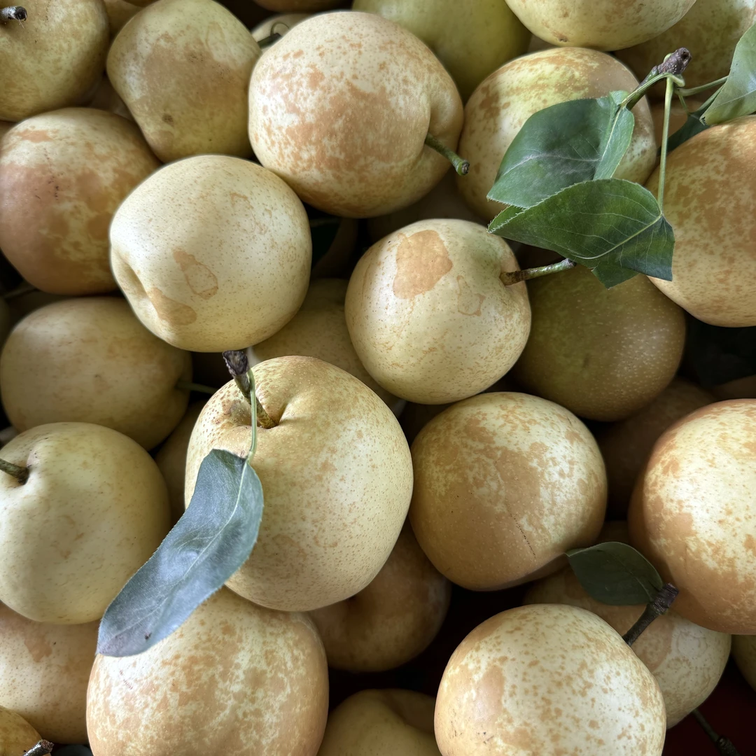 四川仁寿谢安镇六月脆梨（又脆又甜）