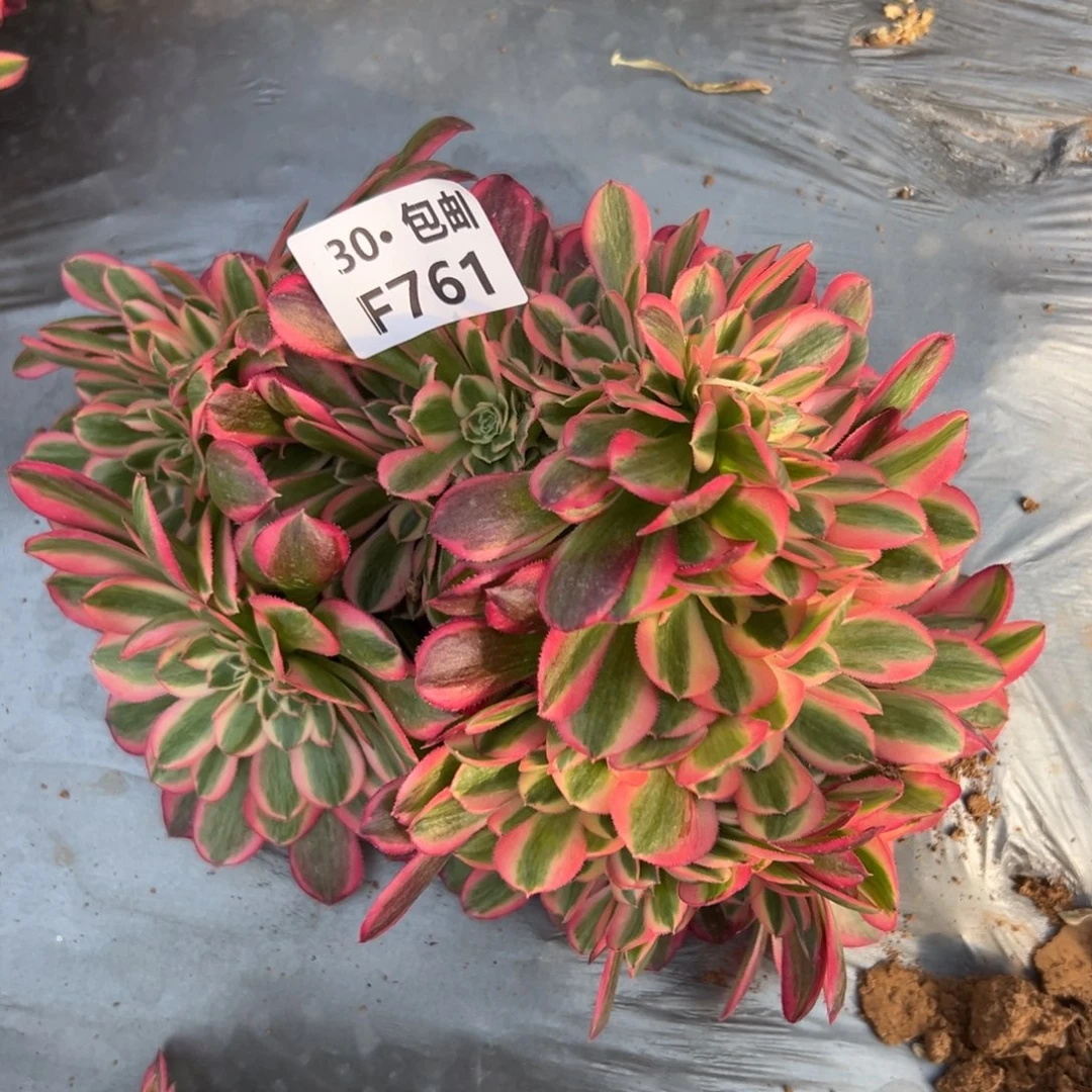 761女巫缀多肉法师