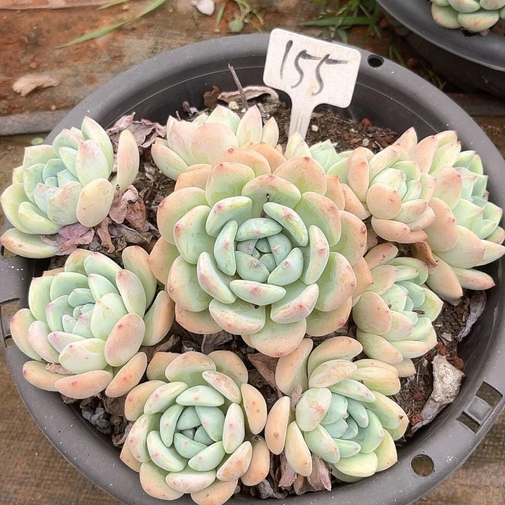 糖***宝晨语多肉，一物一拍155