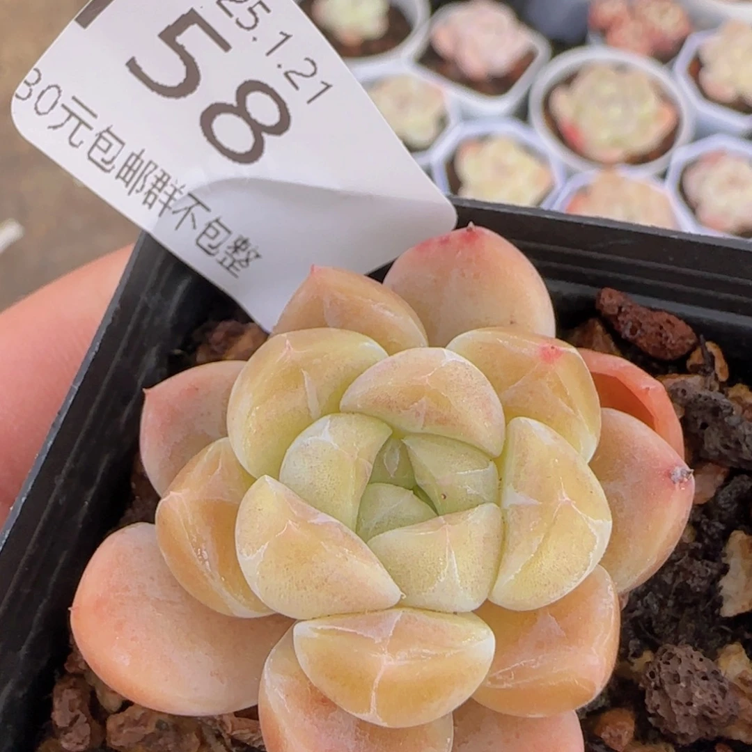 黄体冰魄单头一颗脱土