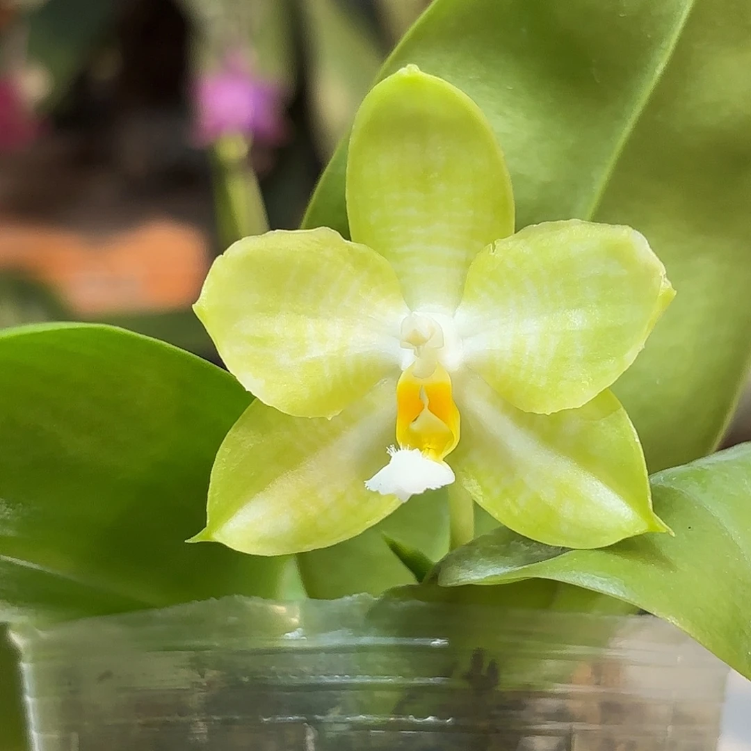 大部分开放少量花苞