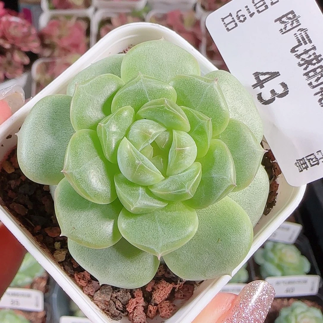 0719-:-43A29糖心珍妮