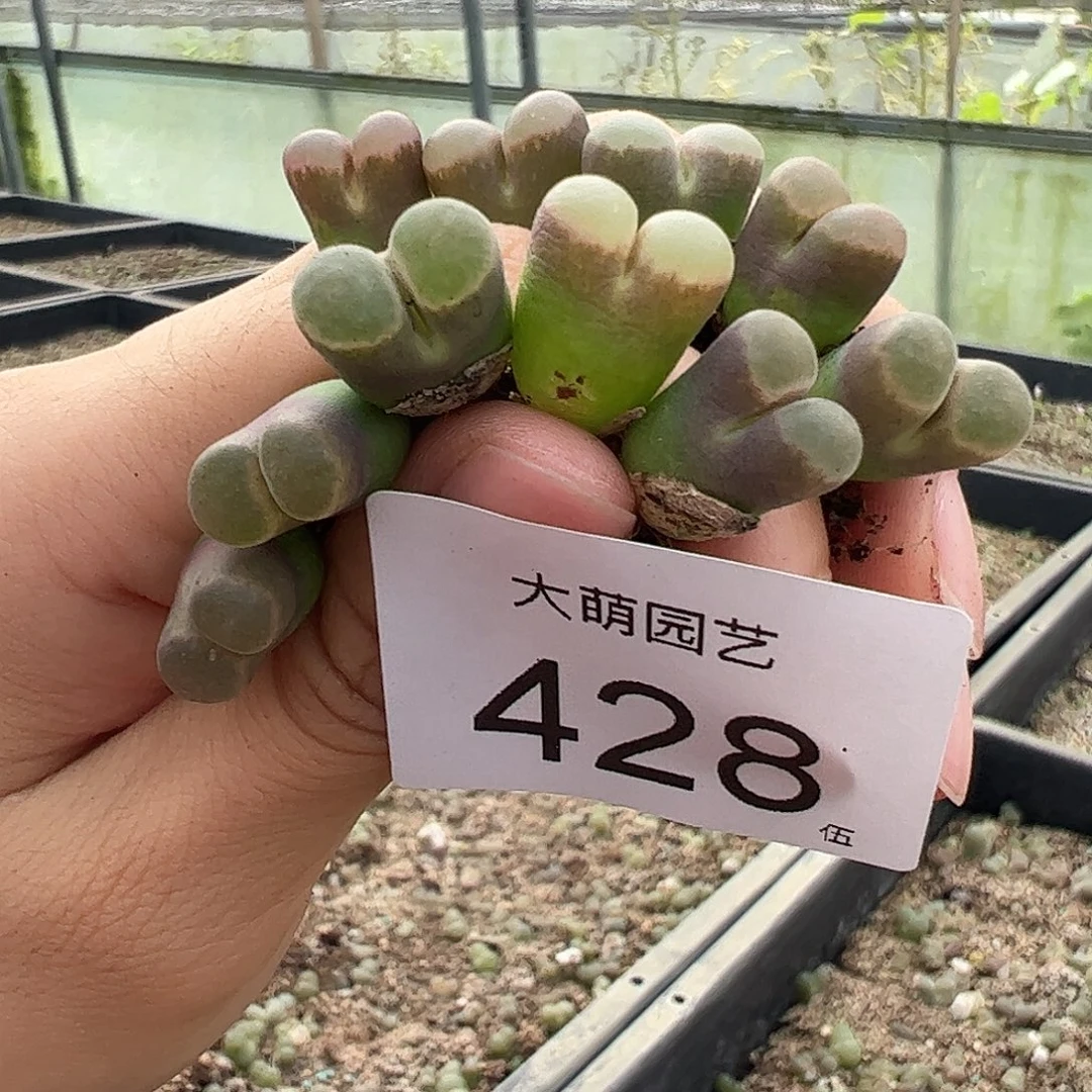 心***蕾一物一拍10颗克里普兰。  428
