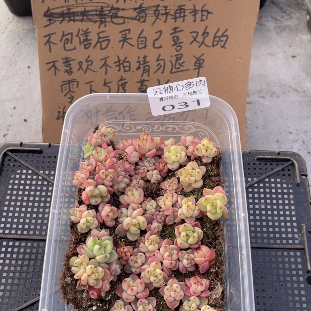 云糖心多肉植物31