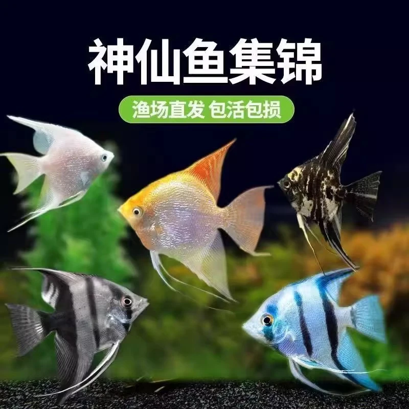 神仙鱼燕鱼苗观赏鱼七彩神仙热带秘鲁活鱼小型淡水好养宠物燕子鱼