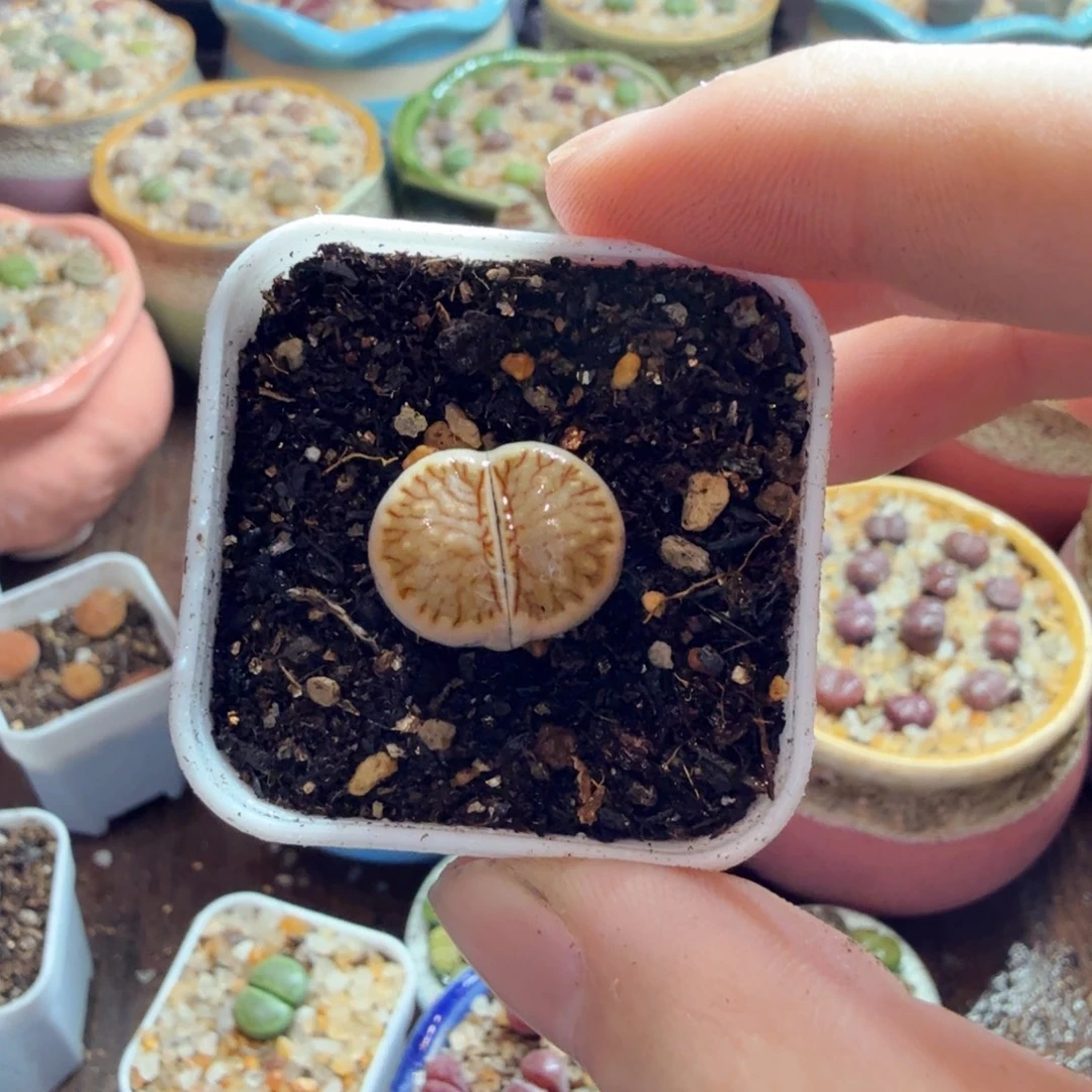 金***金多肉葡萄的味道真的是太970