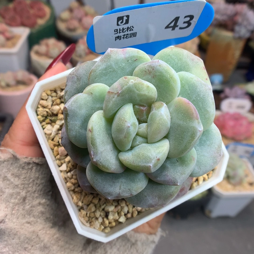 43冰玉石化多肉植物