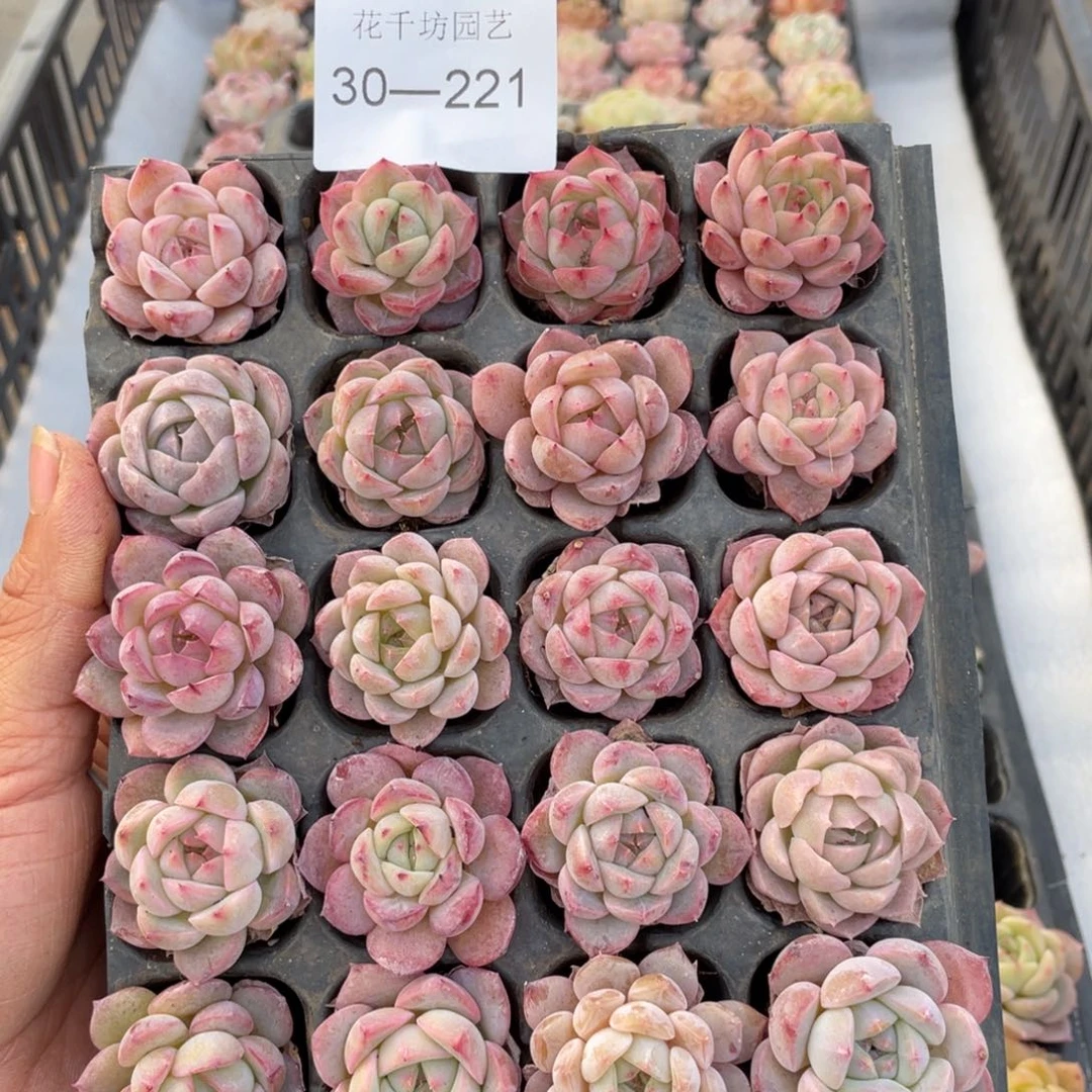 一物一拍20颗小苗30-221