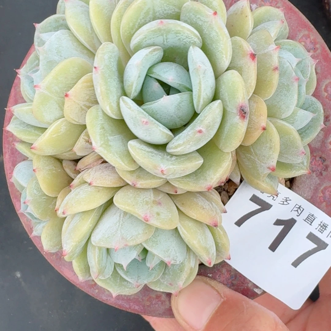 劳林群生      愿你一路坦途，乘风破浪展宏图