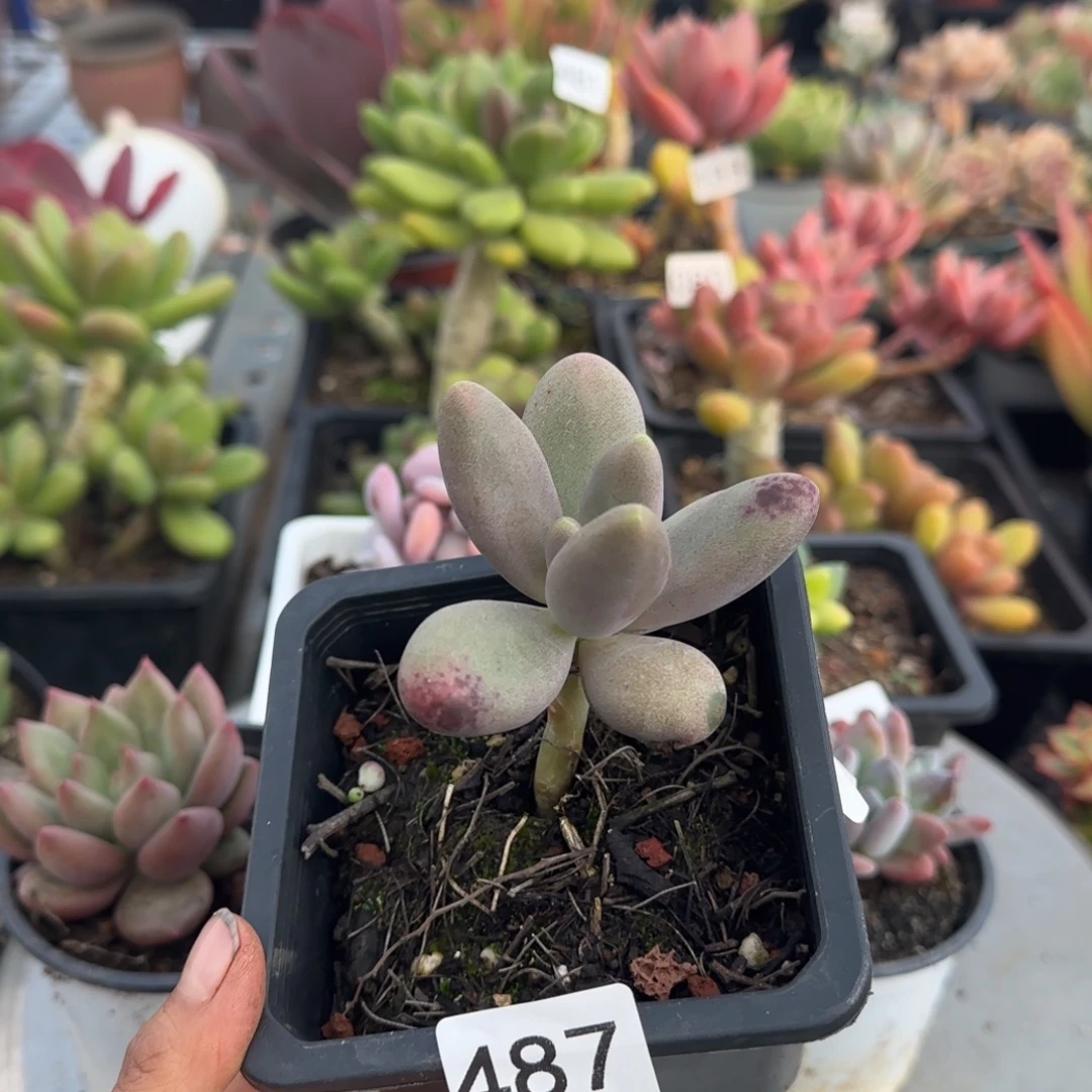 星****487号 一物一拍 一物一拍