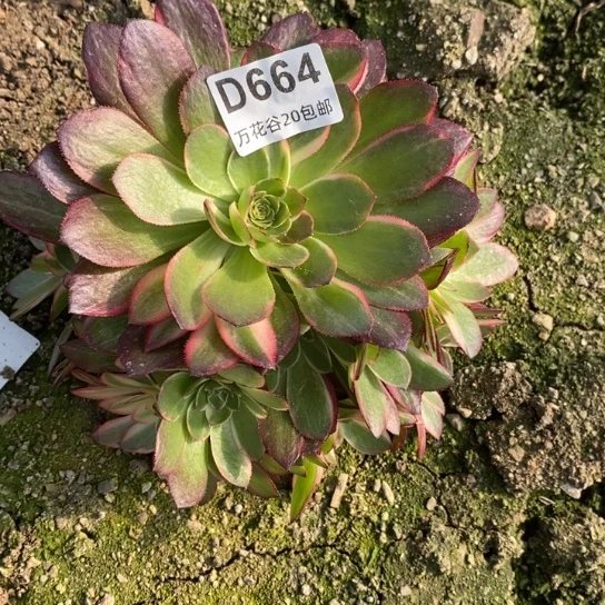 664黑魔锦多肉植物