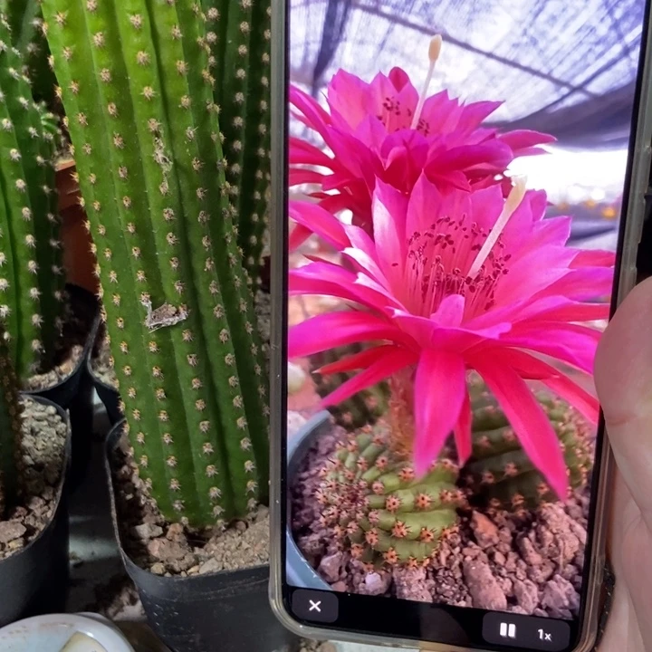 仙人球金四自根一个保15